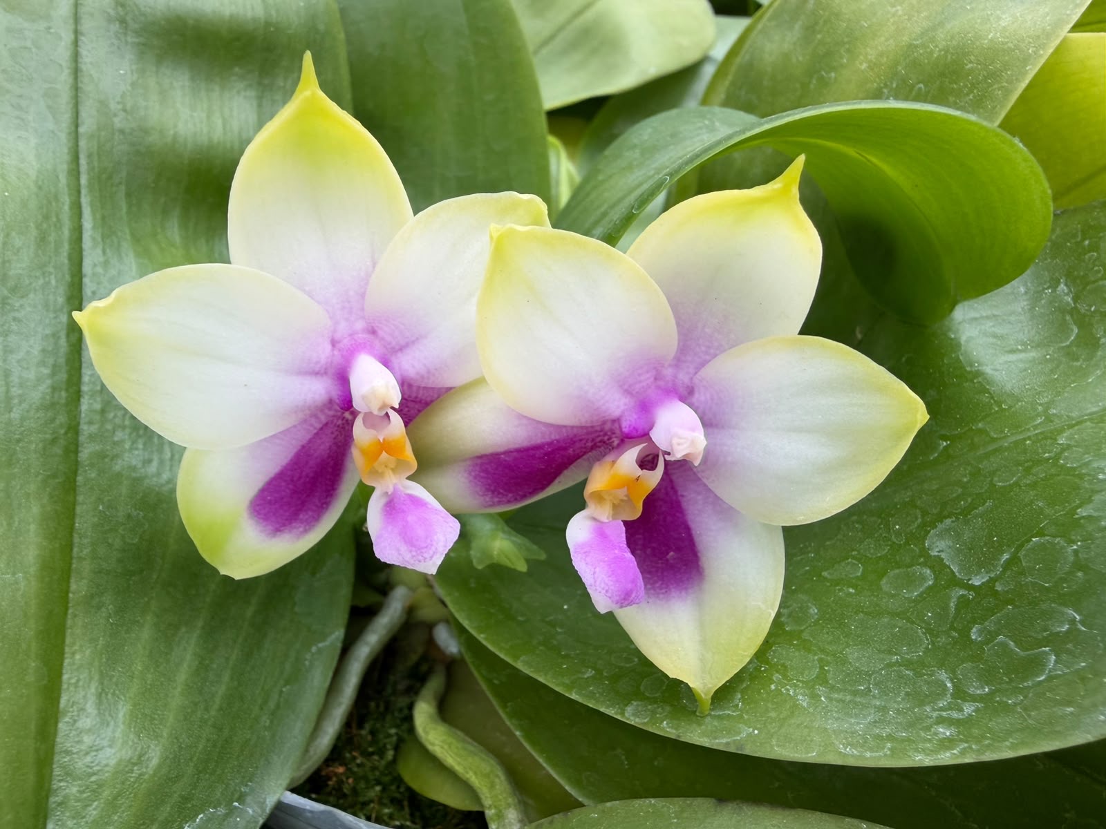 Orchids — Novelty Phalaenopsis 7