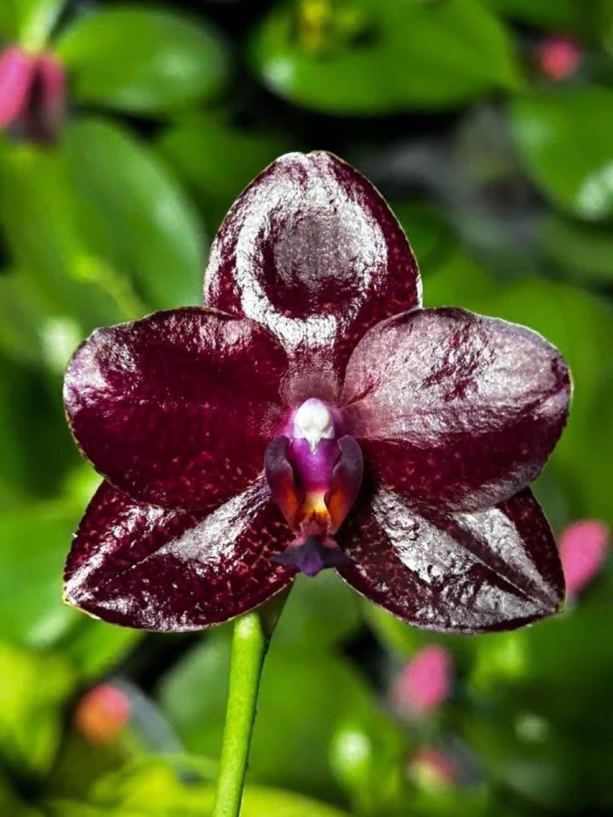 Orchids — Novelty Phalaenopsis 8