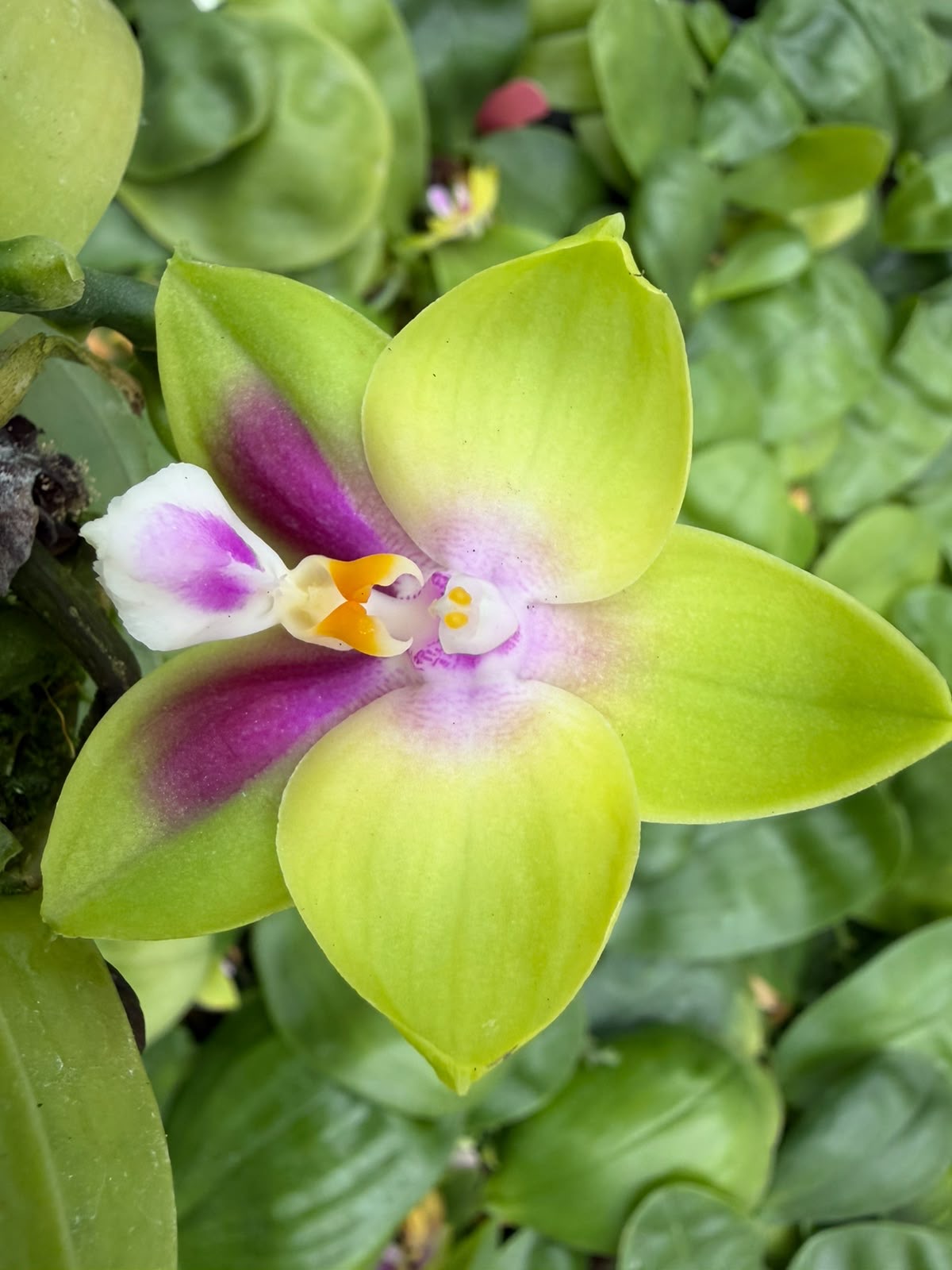 Orchids — Novelty Phalaenopsis 9