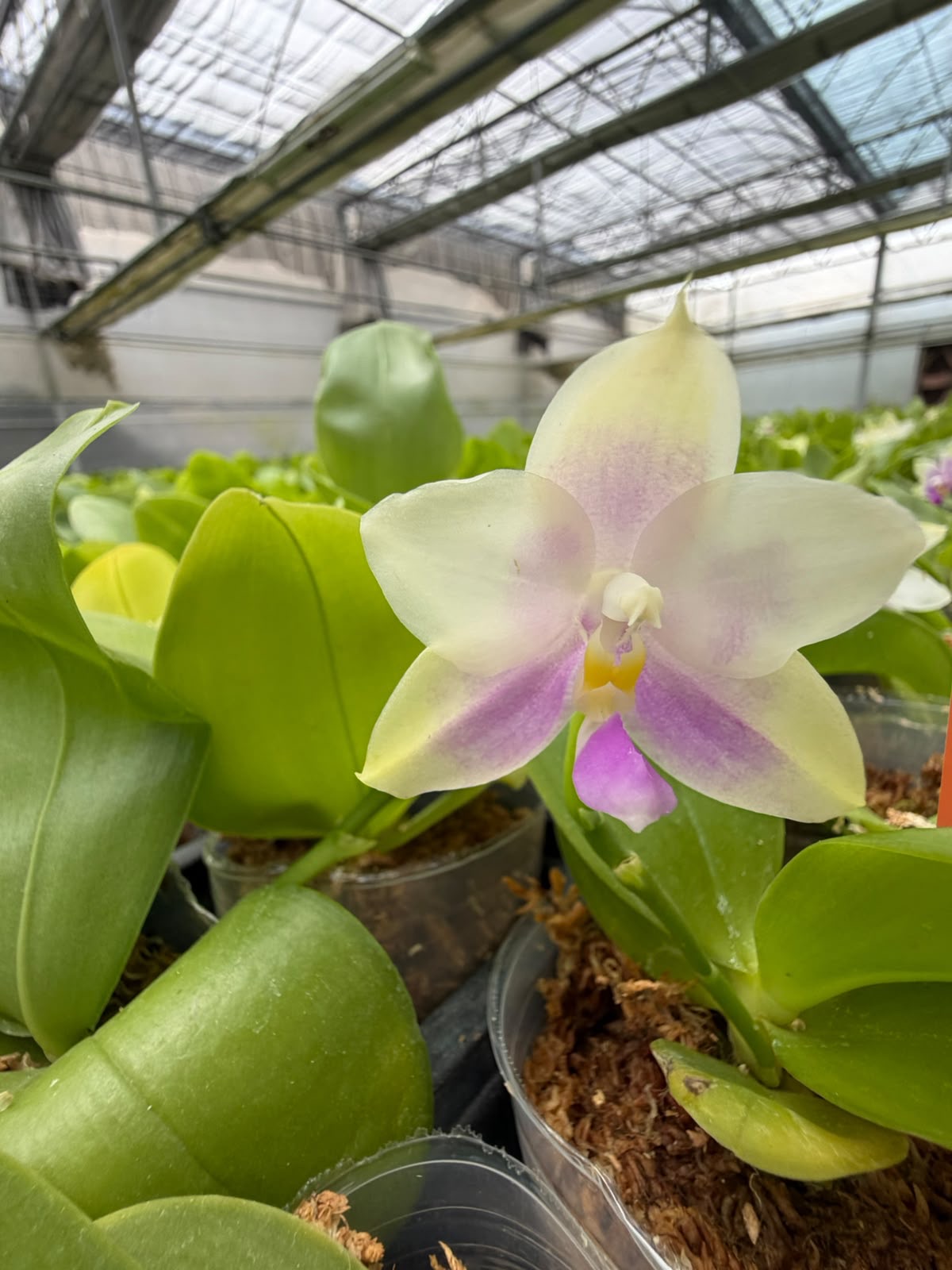 Orchids — Novelty Phalaenopsis 10