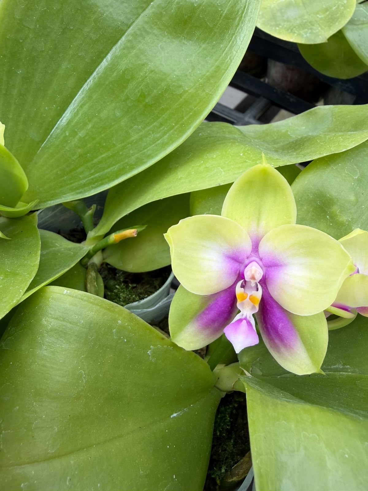 Orchids — Novelty Phalaenopsis 11