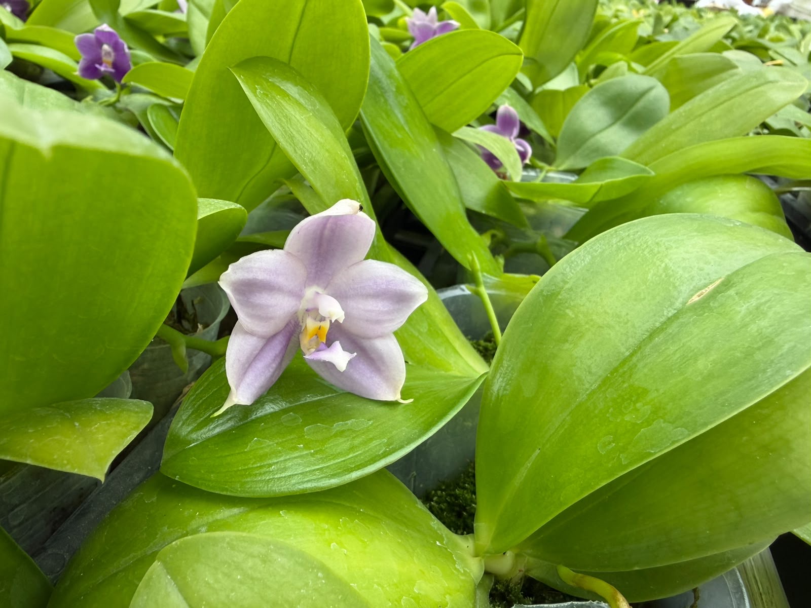 Orchids — Novelty Phalaenopsis 12