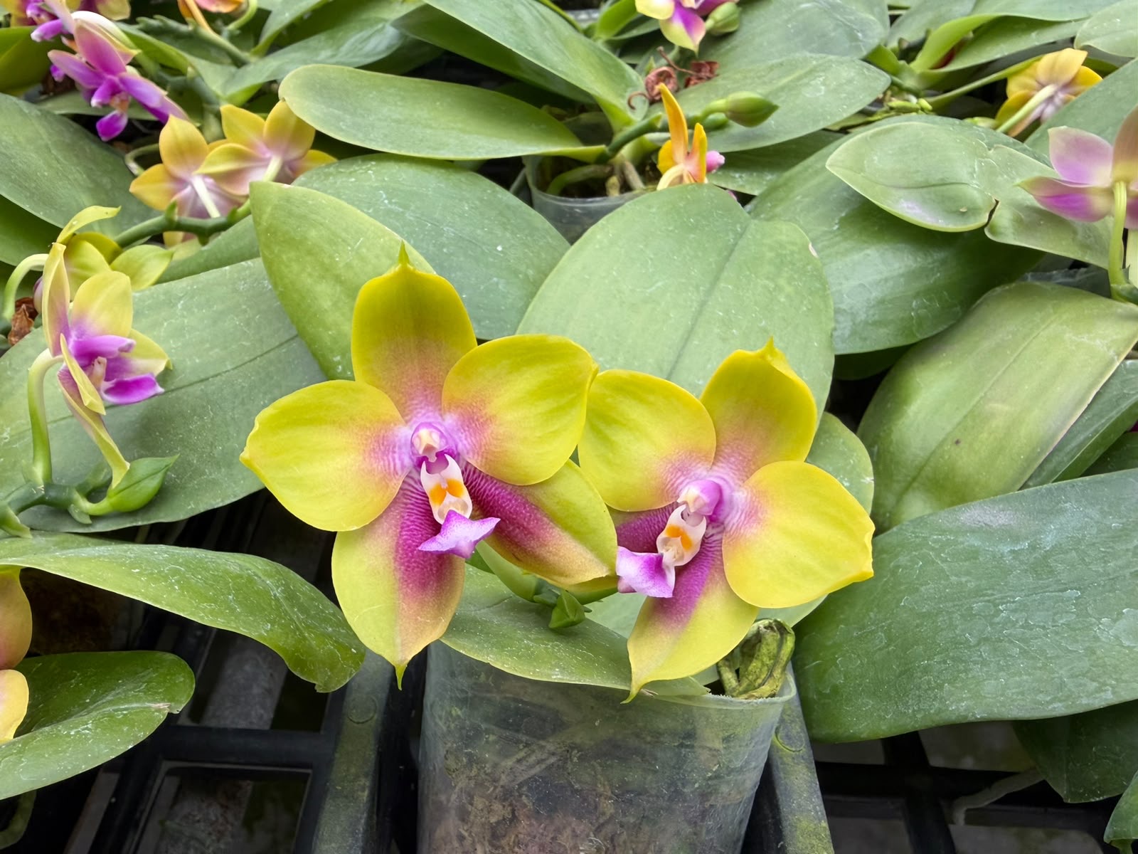 Orchids — Novelty Phalaenopsis 13