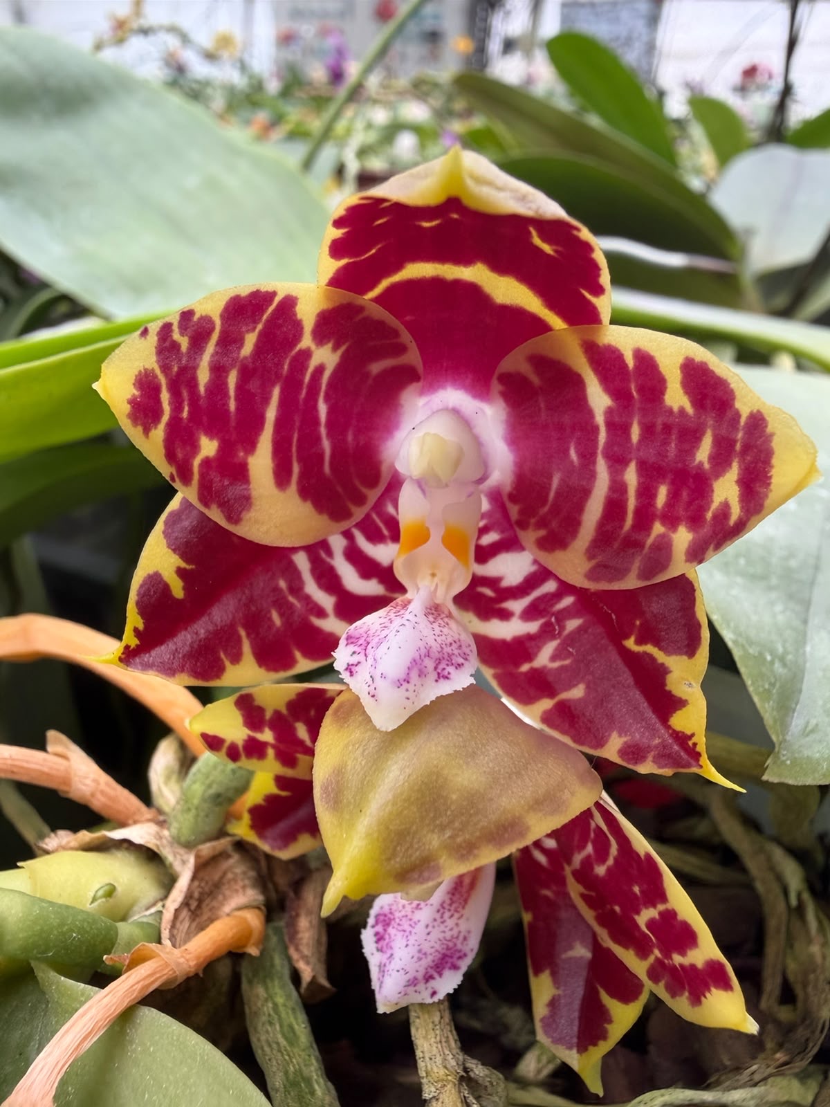 Orchids — Novelty Phalaenopsis 14