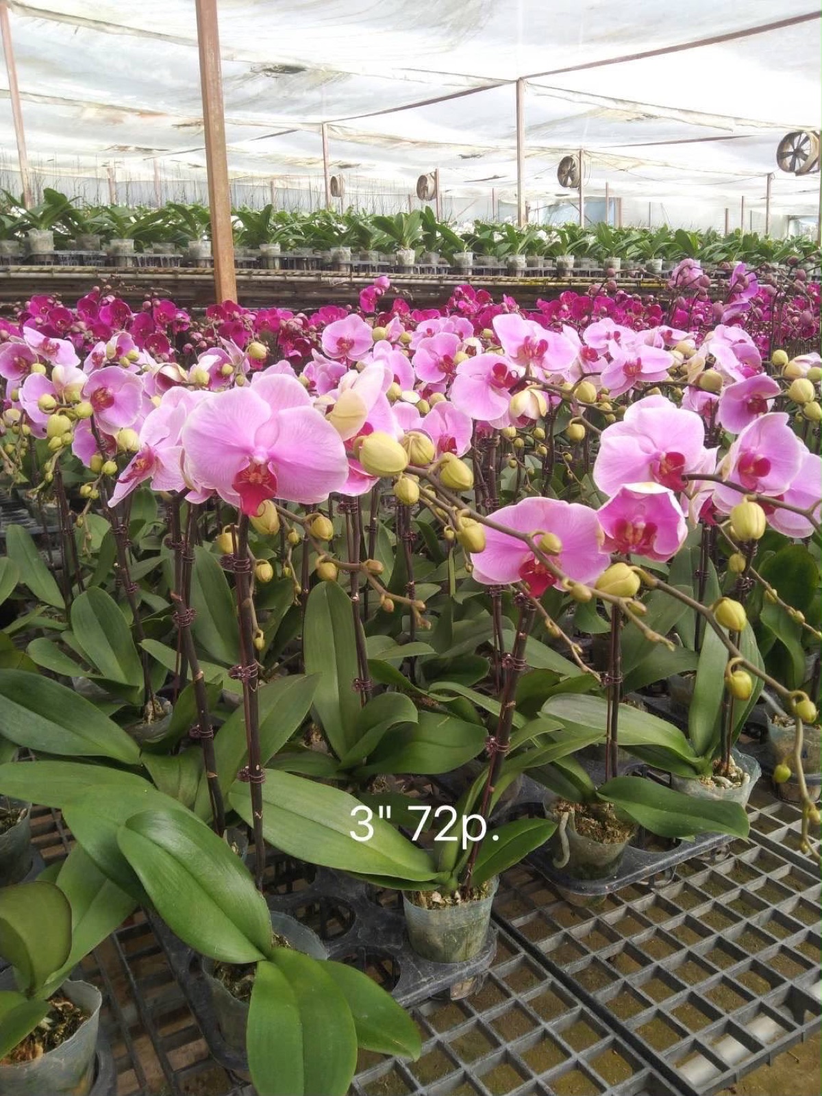 Orchids — Phalaenopsis 1
