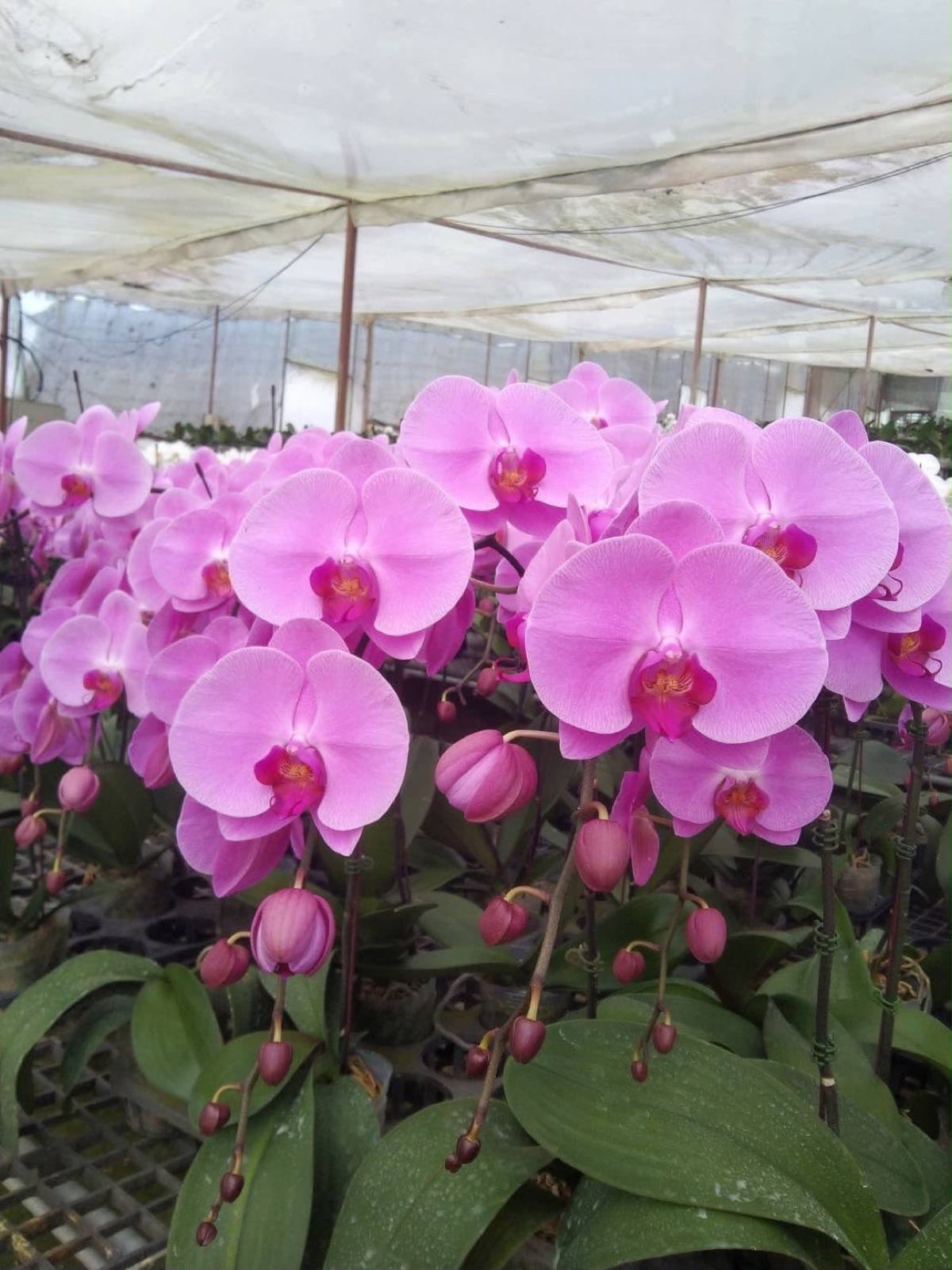 Orchids — Phalaenopsis 2