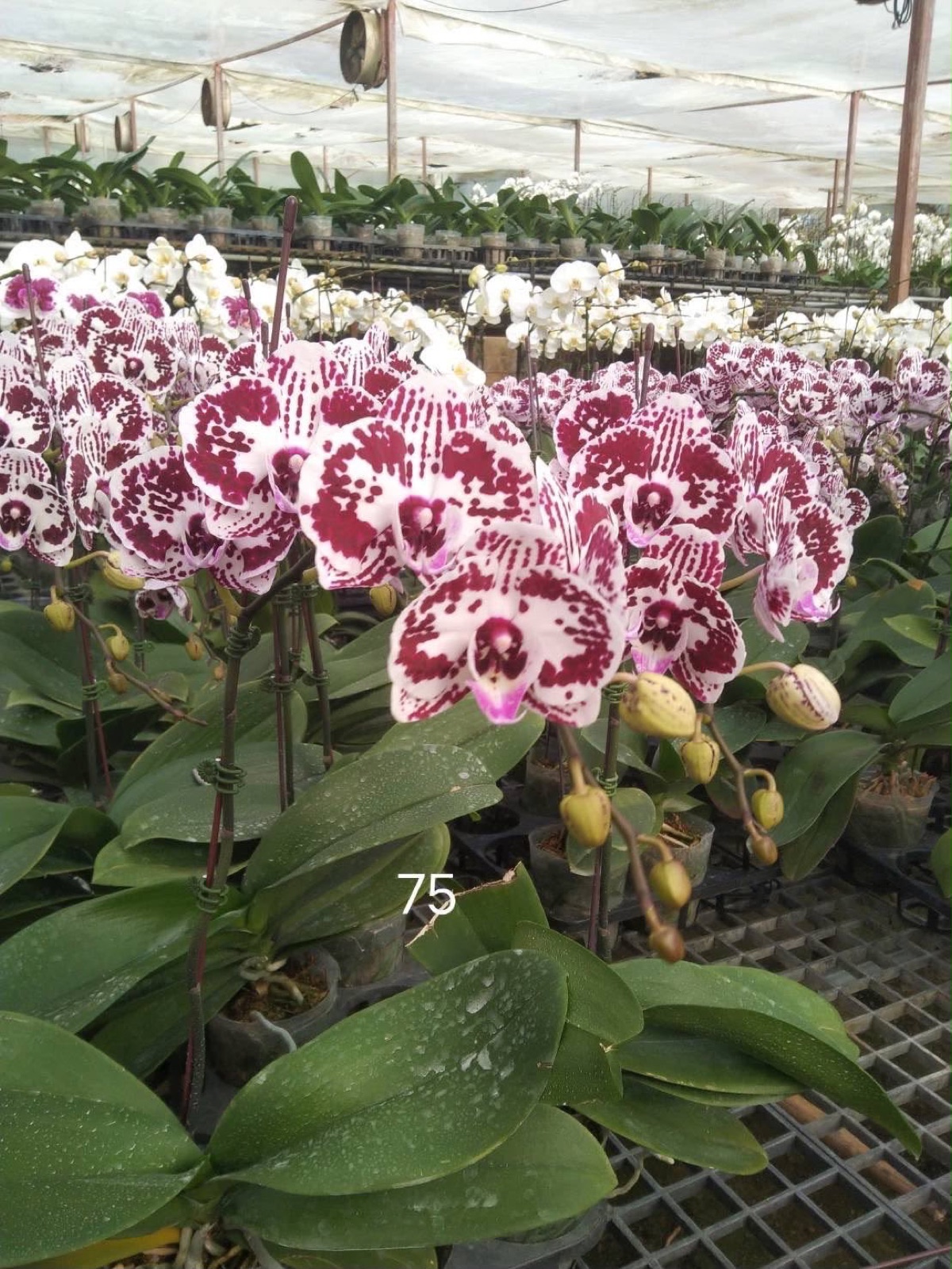 Orchids — Phalaenopsis 3
