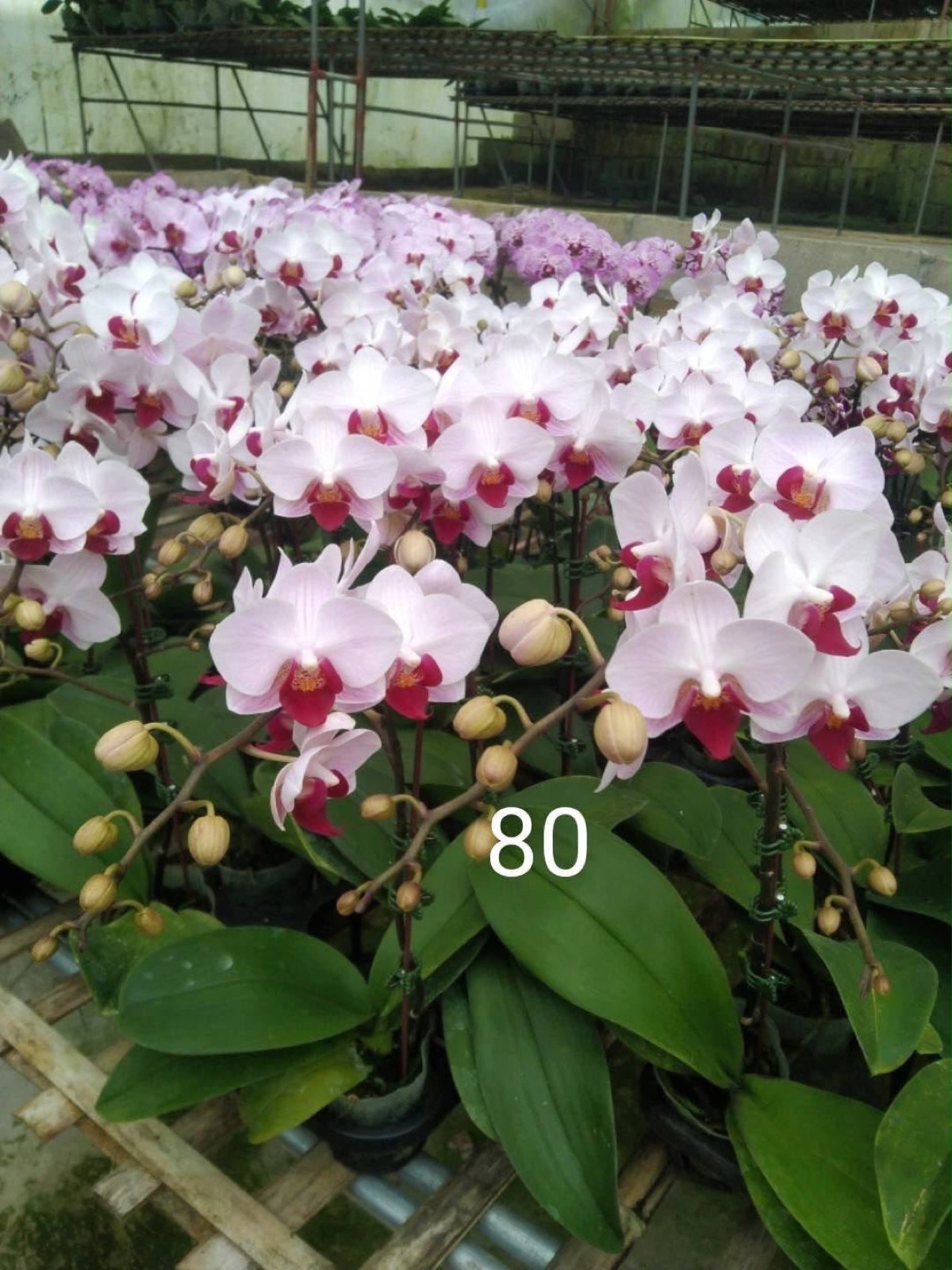 Orchids — Phalaenopsis 4