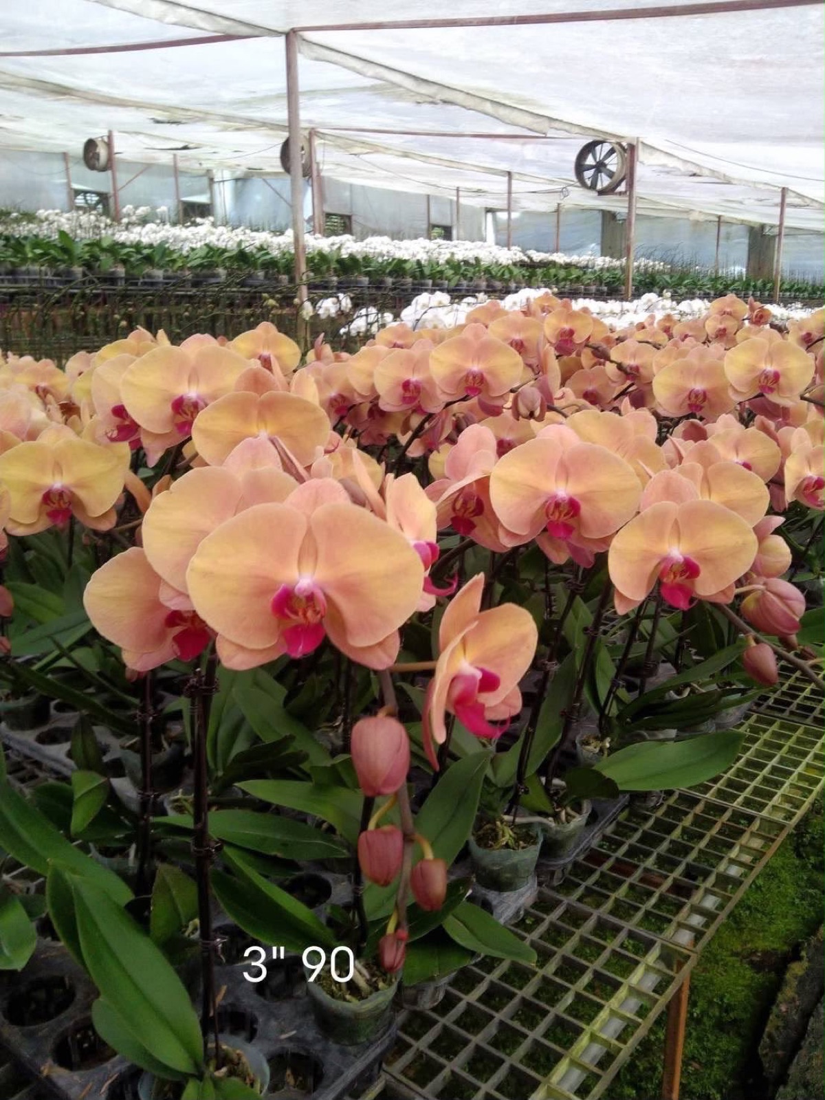 Orchids — Phalaenopsis 5