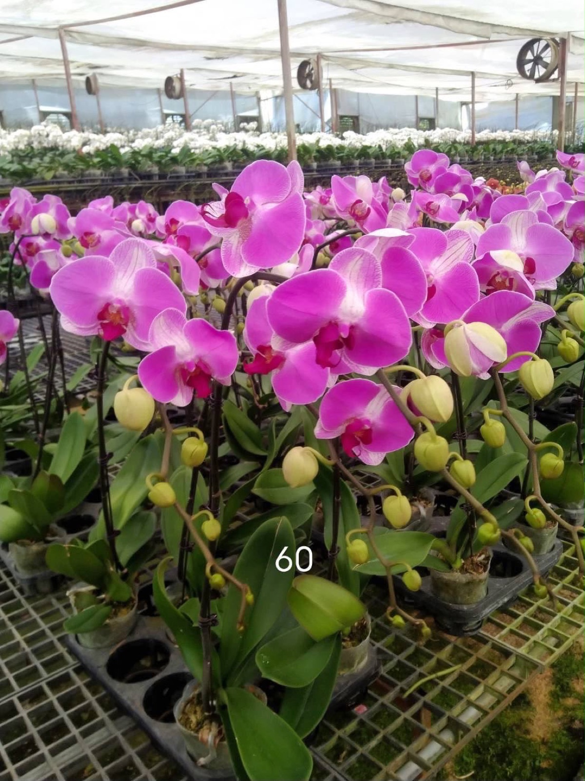 Orchids — Phalaenopsis 6