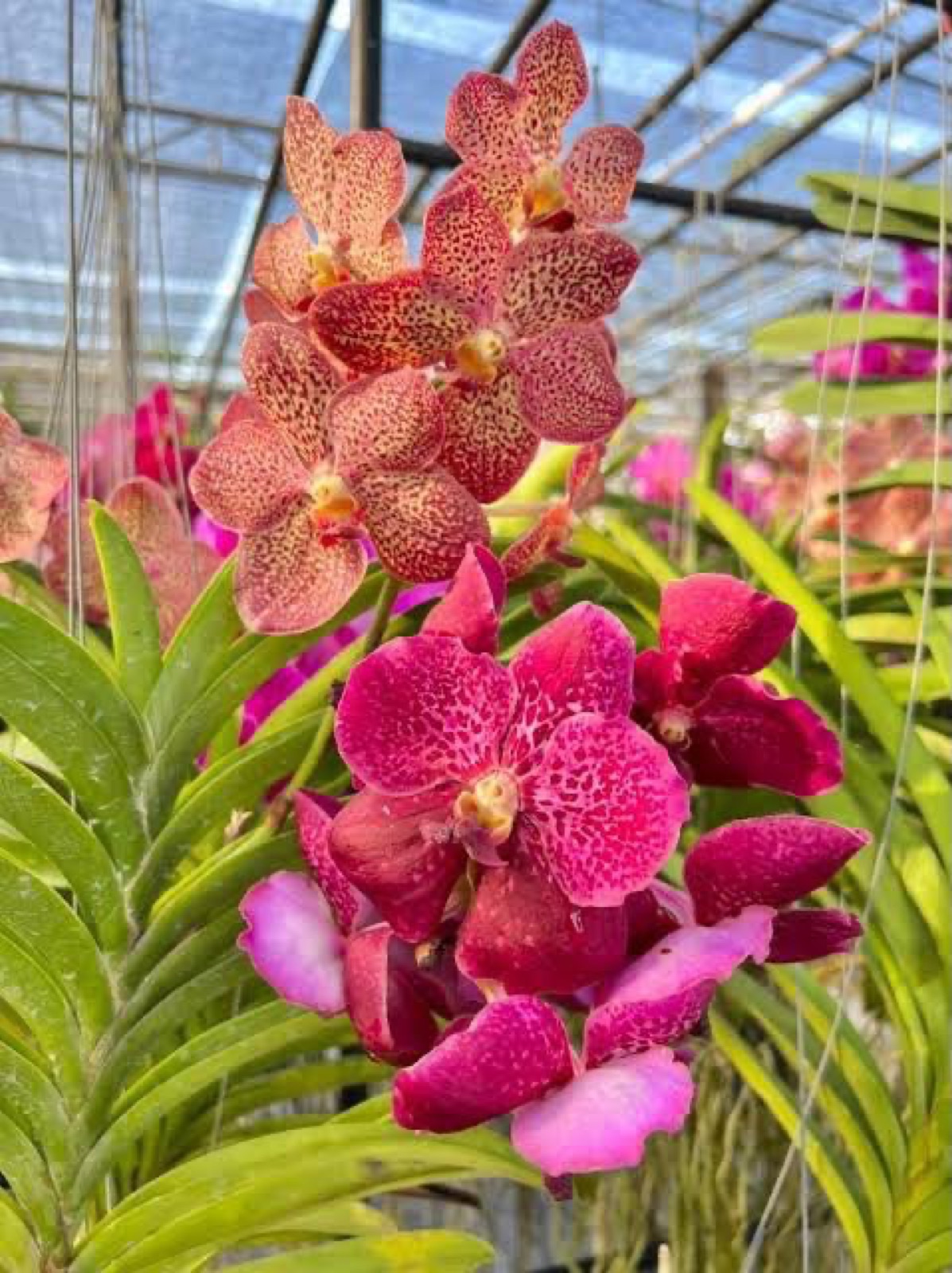 Orchids — Vanda 1