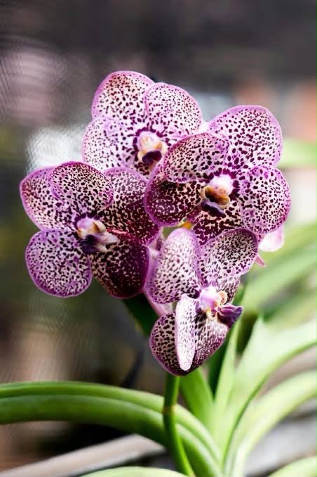 Orchids — Vanda 2
