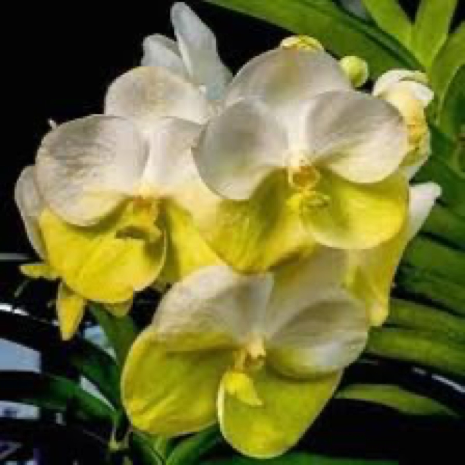 Orchids — Vanda 3