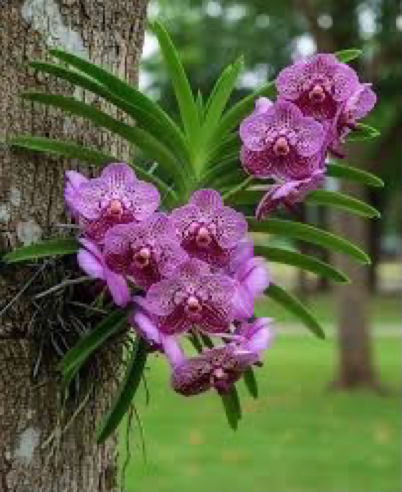 Orchids — Vanda 4