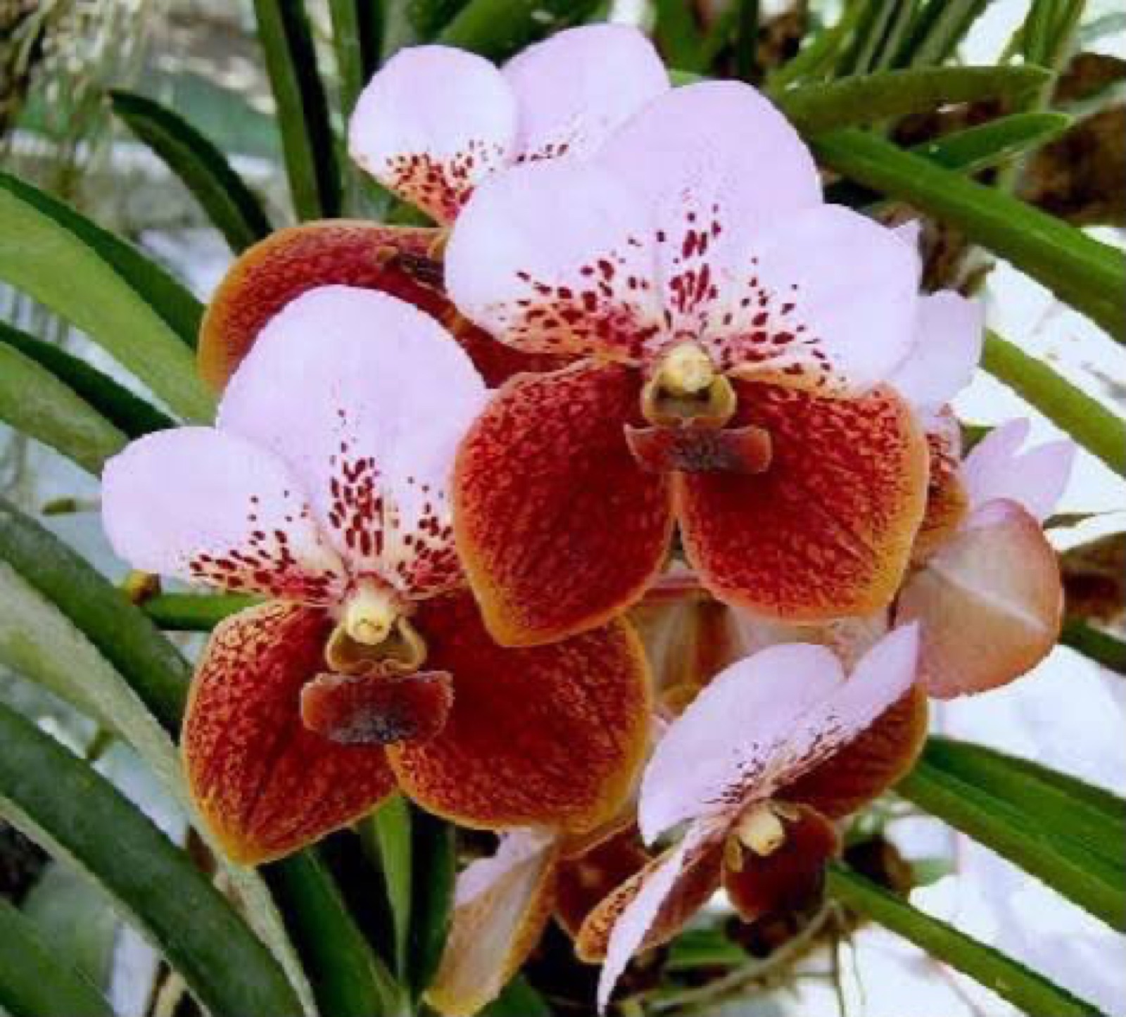 Orchids — Vanda 5