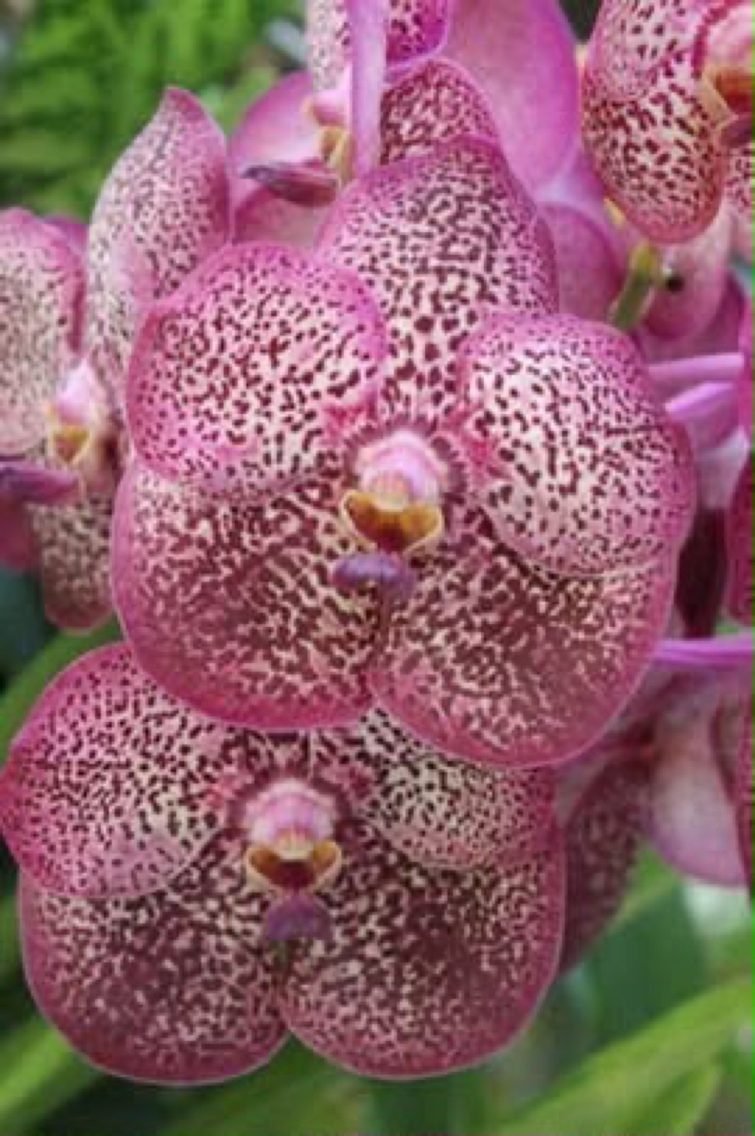 Orchids — Vanda 6