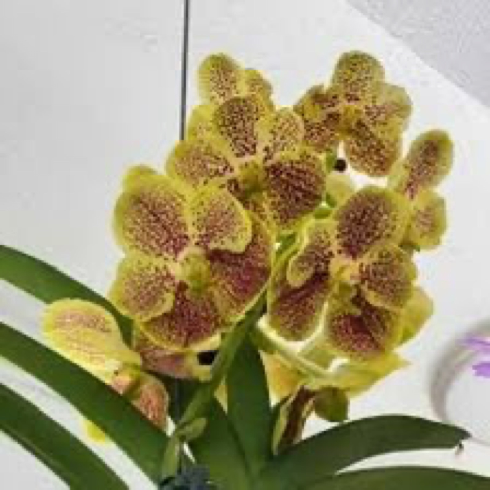 Orchids — Vanda 7