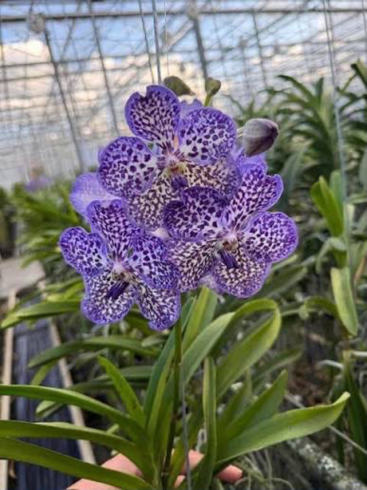 Orchids — Vanda 8